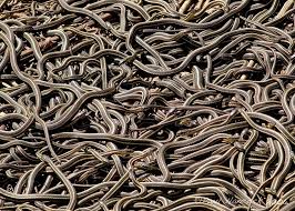 snake pit